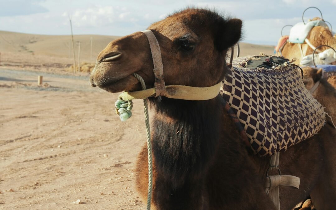 Agafay Desert Day Trip from Marrakech